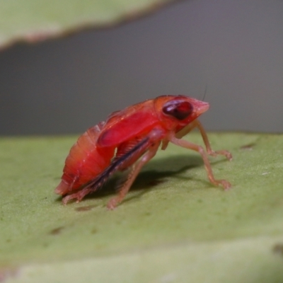 Unidentified Leafhopper or planthopper (Hemiptera, several families) at Wellington Point, QLD - 18 Feb 2024 by TimL