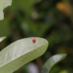 Unidentified at suppressed - 18 Feb 2024