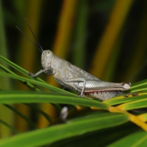 Valanga irregularis at Wellington Point, QLD - 19 Feb 2024