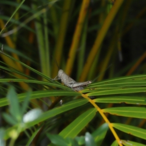 Valanga irregularis at Wellington Point, QLD - 19 Feb 2024