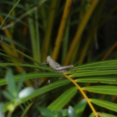 Valanga irregularis at Wellington Point, QLD - 19 Feb 2024