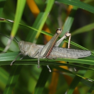 Valanga irregularis at Wellington Point, QLD - 19 Feb 2024