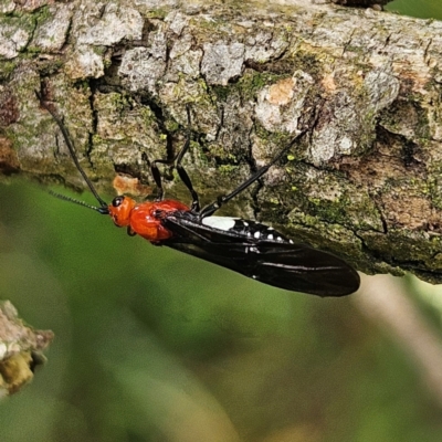 Braconidae (family) (Unidentified braconid wasp) at QPRC LGA - 18 Feb 2024 by MatthewFrawley