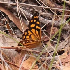 Heteronympha paradelpha (Spotted Brown) at ANBG South Annex - 9 Feb 2024 by ConBoekel