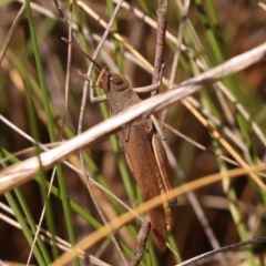 Goniaea australasiae (Gumleaf grasshopper) at ANBG South Annex - 10 Feb 2024 by ConBoekel