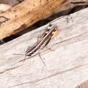 Macrotona australis at Black Mountain NR (BMS) - 10 Feb 2024