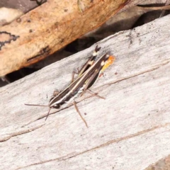 Unidentified Grasshopper, Cricket or Katydid (Orthoptera) at Acton, ACT - 10 Feb 2024 by ConBoekel