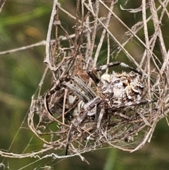 Backobourkia sp. (genus) (An orb weaver) at Lower Molonglo - 16 Feb 2024 by Jiggy