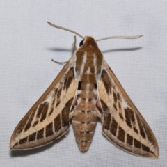 Hyles livornicoides (Australian Striped hawk Moth) at Jerrabomberra, NSW - 19 Feb 2024 by DianneClarke