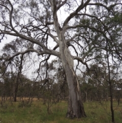 Eucalyptus blakelyi (Blakely's Red Gum) at Mulligans Flat - 4 Nov 2023 by michaelb