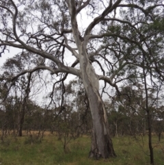 Eucalyptus blakelyi (Blakely's Red Gum) at Bonner, ACT - 4 Nov 2023 by michaelb