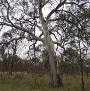 Eucalyptus blakelyi at Mulligans Flat - 4 Nov 2023
