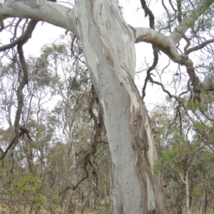 Eucalyptus blakelyi at Mulligans Flat - 4 Nov 2023