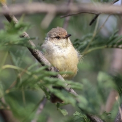 Acanthiza reguloides (Buff-rumped Thornbill) at Woodstock Nature Reserve - 19 Feb 2024 by MichaelWenke