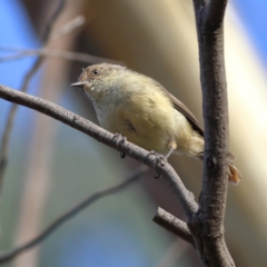 Acanthiza reguloides at Woodstock Nature Reserve - 19 Feb 2024