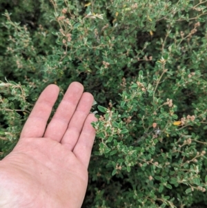 Pomaderris pallida at Pine Island to Point Hut - 20 Feb 2024