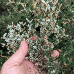 Pomaderris pallida at Pine Island to Point Hut - 20 Feb 2024