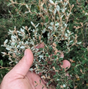 Pomaderris pallida at Pine Island to Point Hut - 20 Feb 2024 11:20 AM