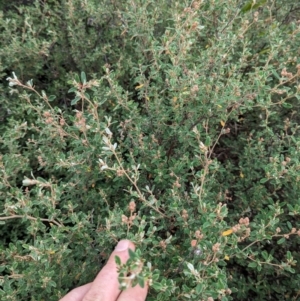 Pomaderris pallida at Pine Island to Point Hut - 20 Feb 2024 11:20 AM