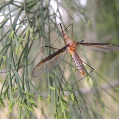 Leptotarsus (Leptotarsus) sp.(genus) at Mulligans Flat - 4 Nov 2023 by michaelb