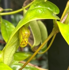 Hypocysta metirius at Woolloongabba, QLD - 17 Feb 2024 by DamienLookUp