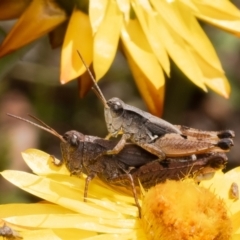 Phaulacridium vittatum (Wingless Grasshopper) at ANBG - 19 Feb 2024 by Roger