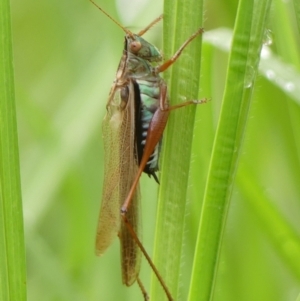 Conocephalus semivittatus (Meadow katydid) at Wingecarribee Local Government Area by Curiosity