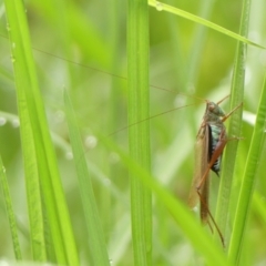 Conocephalus semivittatus at Wingecarribee Local Government Area - 20 Feb 2024