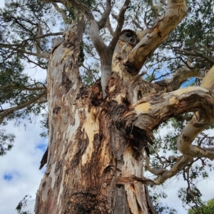 Eucalyptus polyanthemos subsp. polyanthemos at Oakey Hill - 20 Feb 2024