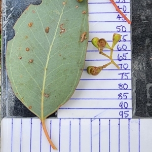 Eucalyptus polyanthemos subsp. polyanthemos at Oakey Hill - 20 Feb 2024