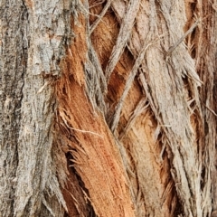 Eucalyptus cinerea subsp. cinerea at Oakey Hill - 20 Feb 2024