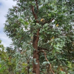 Eucalyptus cinerea subsp. cinerea at Oakey Hill - 20 Feb 2024