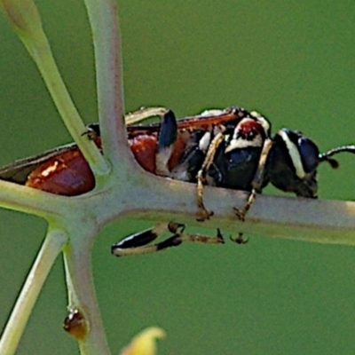 Pergagrapta latreillii (Sawfly) at Hughes, ACT - 18 Feb 2024 by betchern0t