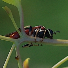 Pergagrapta sp. (genus) at Hughes, ACT - 18 Feb 2024