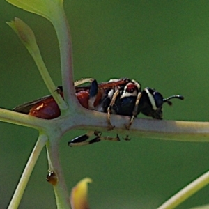 Pergagrapta sp. (genus) at Hughes, ACT - 18 Feb 2024