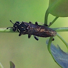 Pergagrapta sp. (genus) (A sawfly) at Mulligans Flat - 18 Feb 2024 by betchern0t