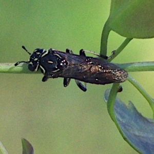 Pergagrapta sp. (genus) at Mulligans Flat - 18 Feb 2024