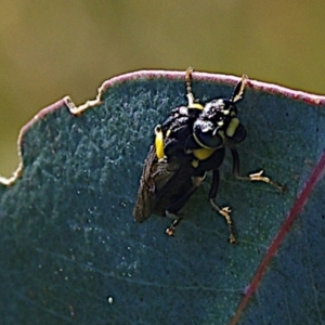 Pergagrapta bicolor at Mulligans Flat - 18 Feb 2024