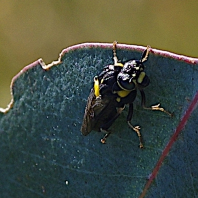 Pergagrapta bicolor (A sawfly) at Mulligans Flat - 18 Feb 2024 by betchern0t