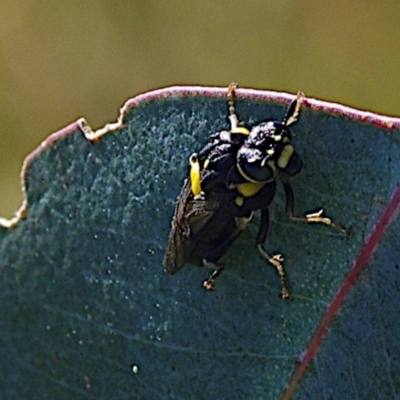 Pergagrapta bicolor (A sawfly) at Mulligans Flat - 17 Feb 2024 by betchern0t