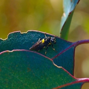 Pergagrapta bicolor at Mulligans Flat - 18 Feb 2024