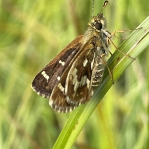 Atkinsia dominula at Mt Holland - 19 Feb 2024