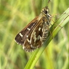 Atkinsia dominula (Two-brand grass-skipper) at Mt Holland - 18 Feb 2024 by JaneR