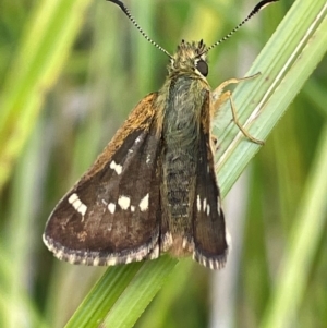 Atkinsia dominula at Mt Holland - 19 Feb 2024