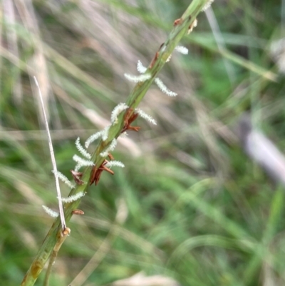 Hemarthria uncinata (Matgrass) at Tinderry, NSW - 19 Feb 2024 by JaneR