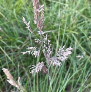 Holcus lanatus at Mt Holland - 19 Feb 2024