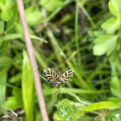 Cyperus sanguinolentus (A Sedge) at Tinderry, NSW - 18 Feb 2024 by JaneR