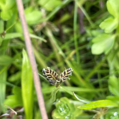 Cyperus sanguinolentus (A Sedge) at Tinderry, NSW - 18 Feb 2024 by JaneR