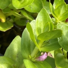 Gratiola peruviana (Australian Brooklime) at Mt Holland - 18 Feb 2024 by JaneR