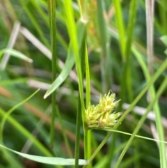 Carex inversa (Knob Sedge) at Tinderry, NSW - 18 Feb 2024 by JaneR